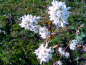 Amelanchier lamarckii 