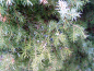 Juniperus communis - Gemeiner Wacholder weiblich