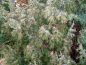 Juniperus communis - Gemeiner Wacholder weiblich