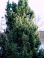 Juniperus communis - Gemeiner Wacholder weiblich