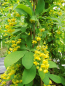 Berberis koreana - Koreanische Berberitze