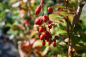 Berberis koreana - Koreanische Berberitze