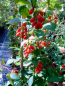 Berberis koreana - Koreanische Berberitze