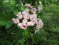 Crataegus mordenensis 