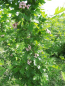 Crataegus mordenensis 