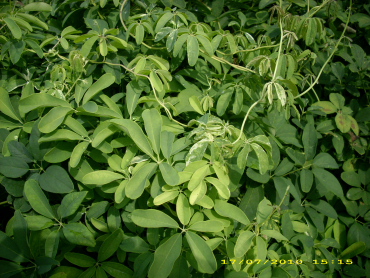 Akebia quinata 