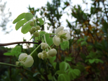 Akebia quinata 