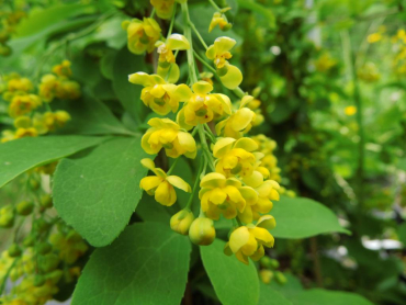 Berberis koreana - Koreanische Berberitze
