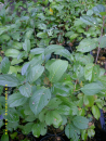 Rhamnus catharticus - Kreuzdorn