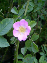 Rosa rubiginosa - Weinrose,Schottische Zaunrose