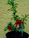Chaenomeles x superba "Andenken an Carl Ramcke" - Scheinquitte