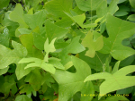 Liriodendron tulipifera - Tulpenbaum