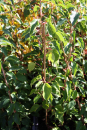 Actinidia arguta "Ananasnaya" -  Mini-Kiwi / weiblich