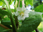 Actinidia kolomikta "Sentyabraskaya" - Amur-Strahlengriffel / weiblich