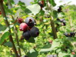 Amelanchier alnifolia "Obelisk"(S) - S�ulenfelsenbirne