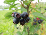 Amelanchier spicata - �hren-Felsenbirne