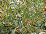 Castanea sativa - E�kastanie
