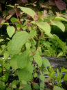 Cercidiphyllum japonicum - Katsurabaum
