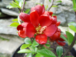Chaenomeles x superba "Hot Fire"(R) "Minvesu" - Scheinquitte