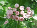 Crataegus mordenensis "Toba" - Kanadischer Wei�dorn "Toba"