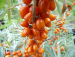 Hippophae rhamnoides "Sirola" (R) - Sanddorn weiblich