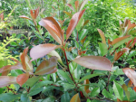 Photinia fraseri "Red Robin" - Glanzmispel