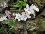Prunus kurilensis "Brillant" - Kurilenkirsche